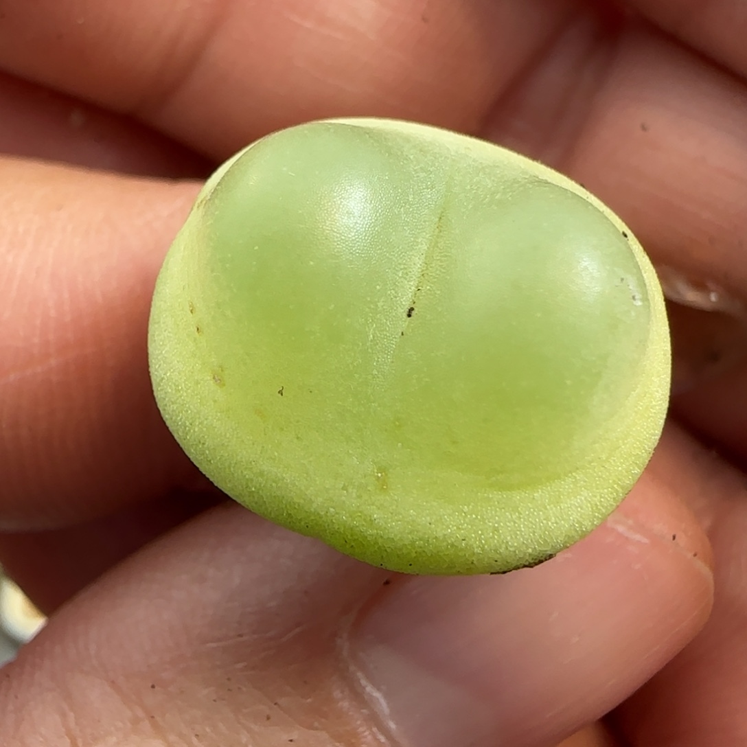 多肉植物4年拉登1.8 153号