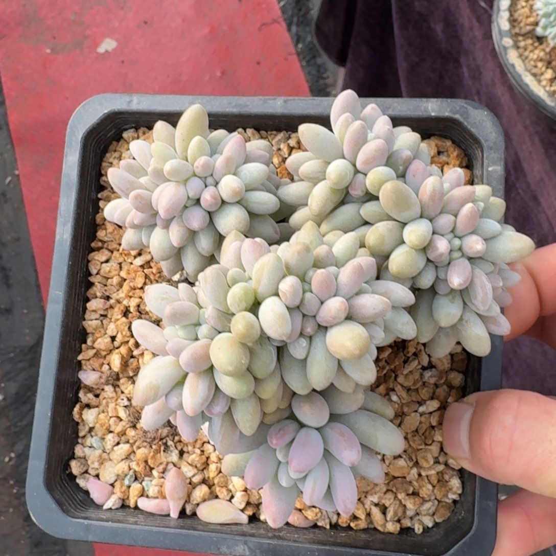 13厘米的尺寸一物一拍的