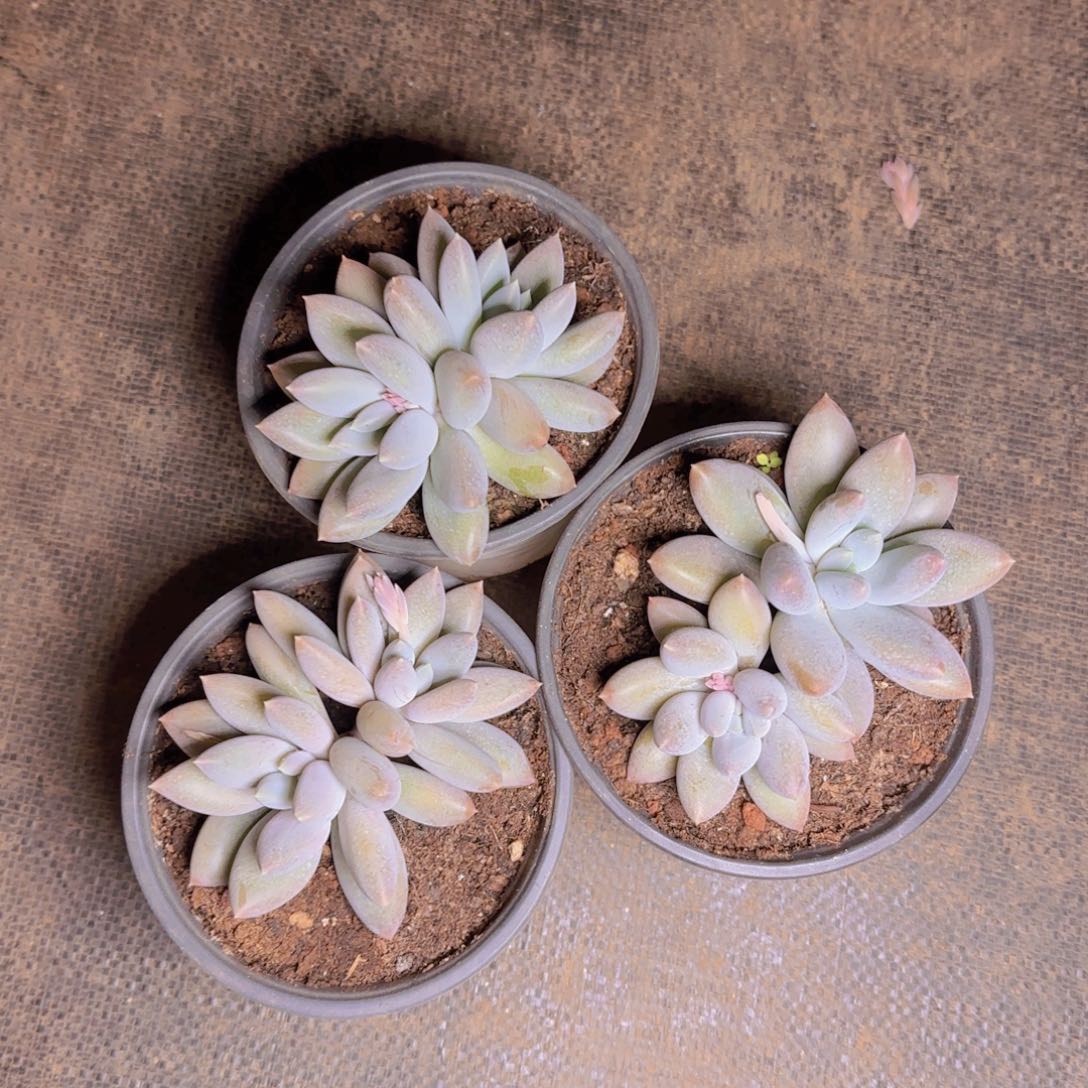 哥特双头福利1111111111111