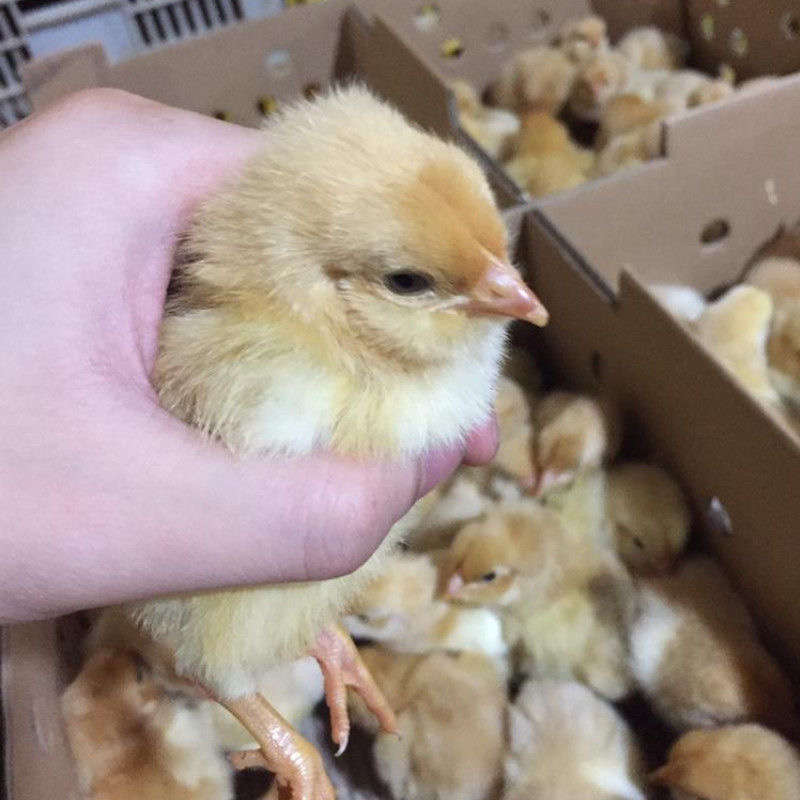 三黄鸡刚出壳3天左右宠物鸡