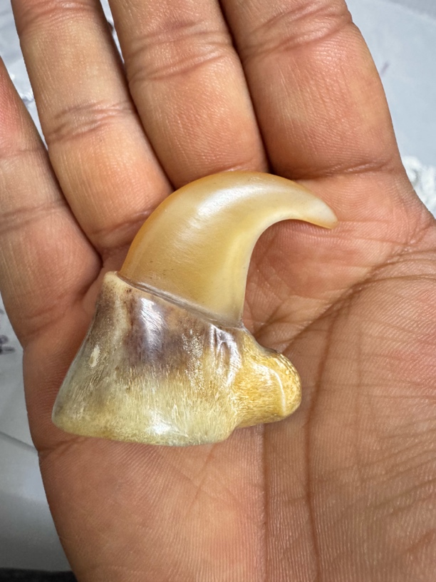 幼年1.5年-2.5年带血痕弯钩手把盘玩收藏品创意饰品