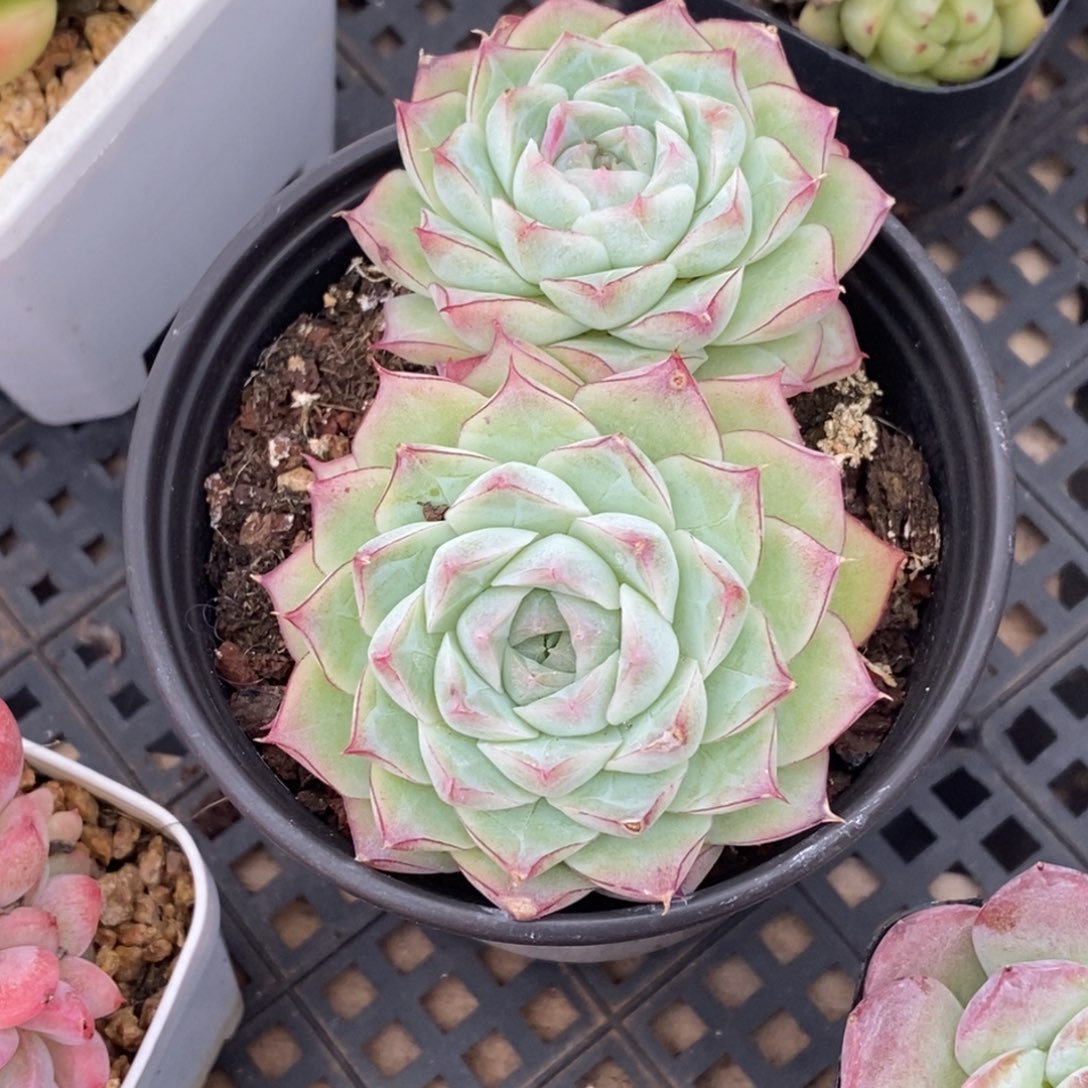 精品多肉一物一拍不包整249