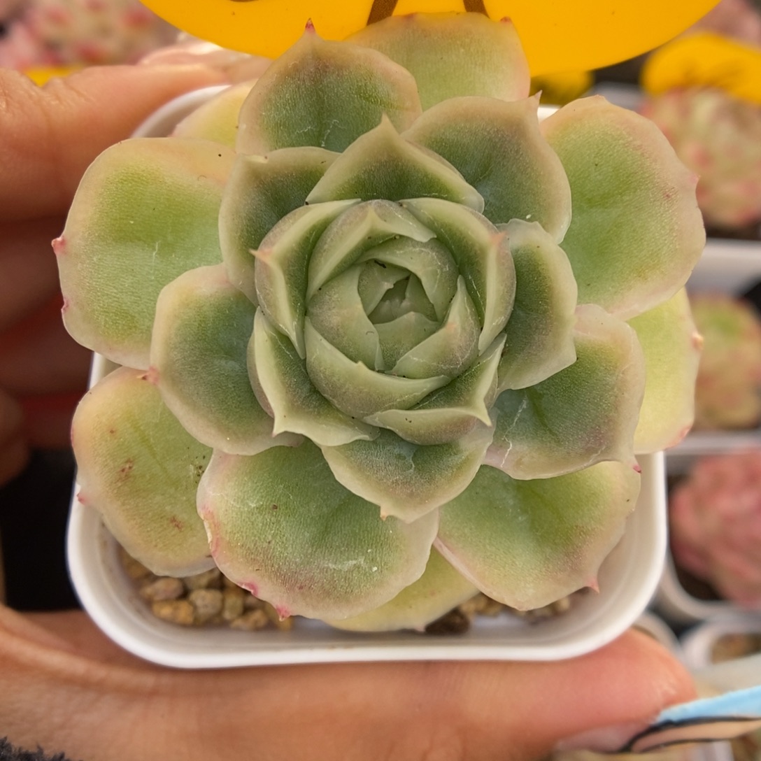 水晶虾饺675号。    