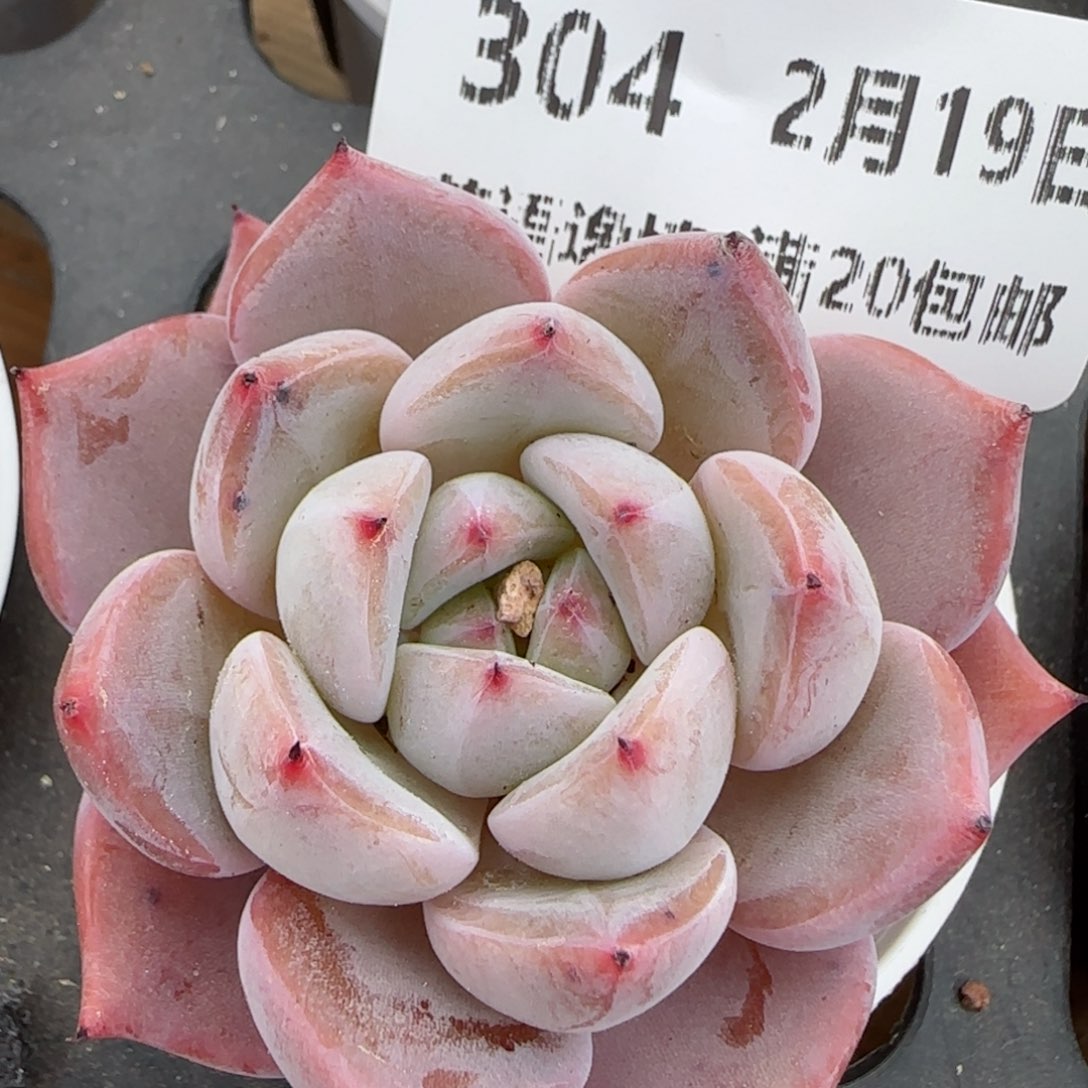 花语逸境0219-304