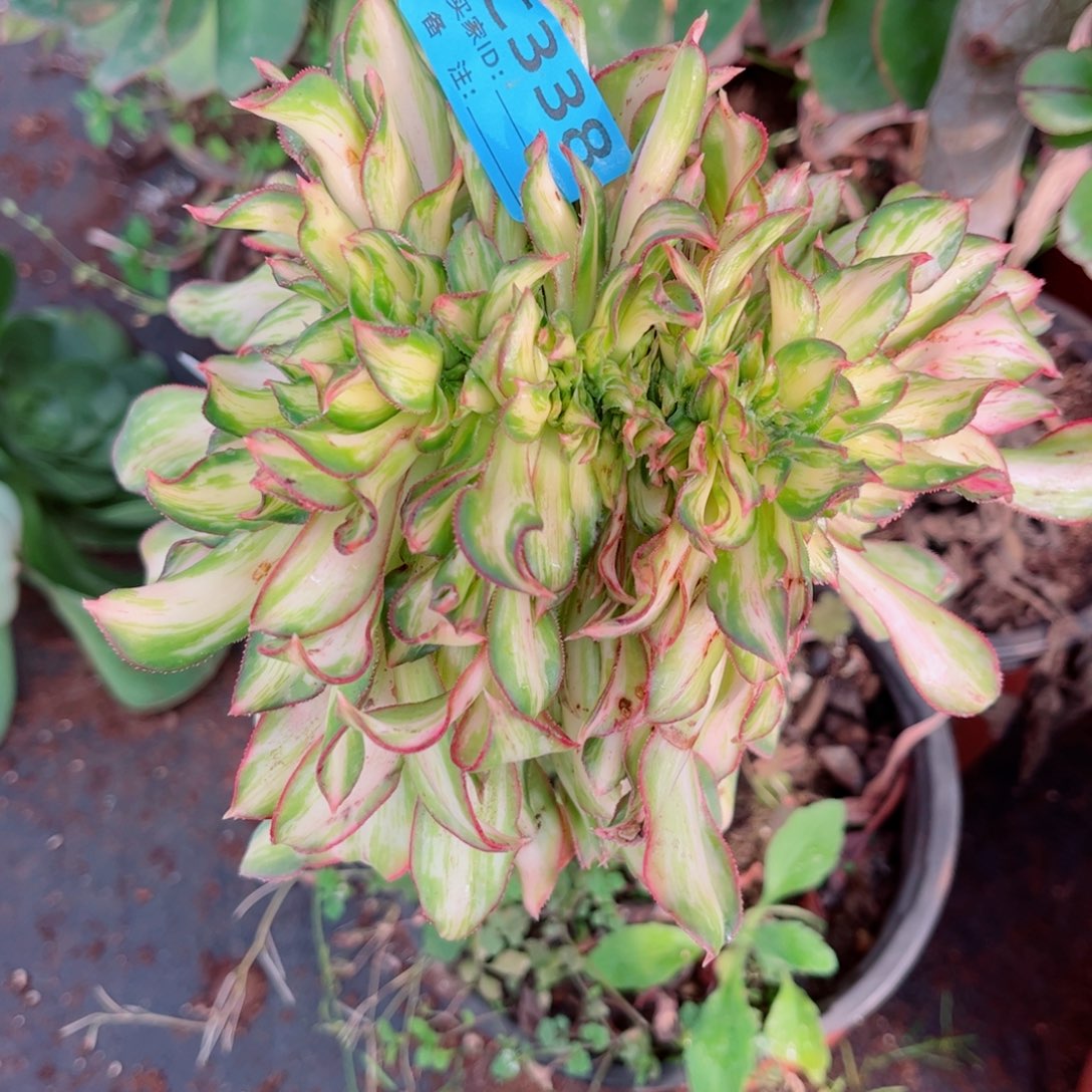 多肉植物338幻彩