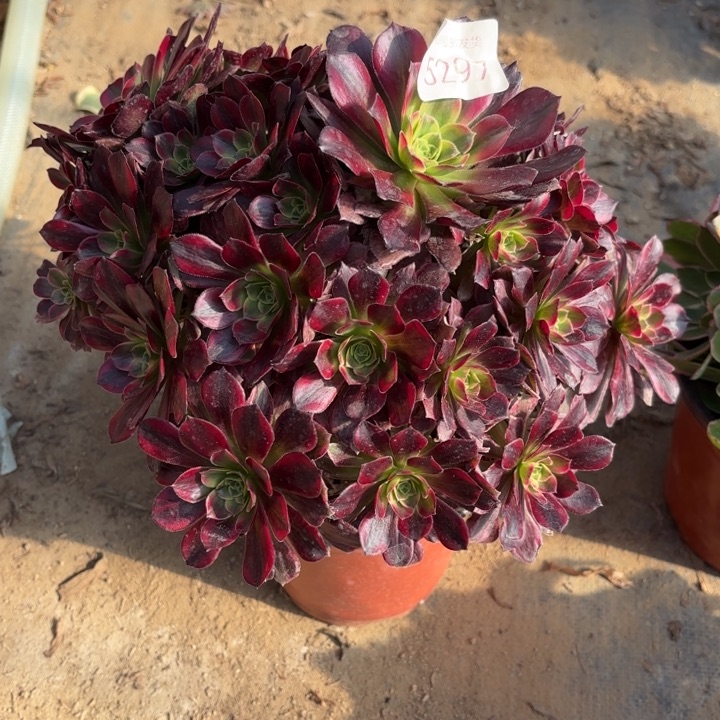 安娜锦多肉法师5297