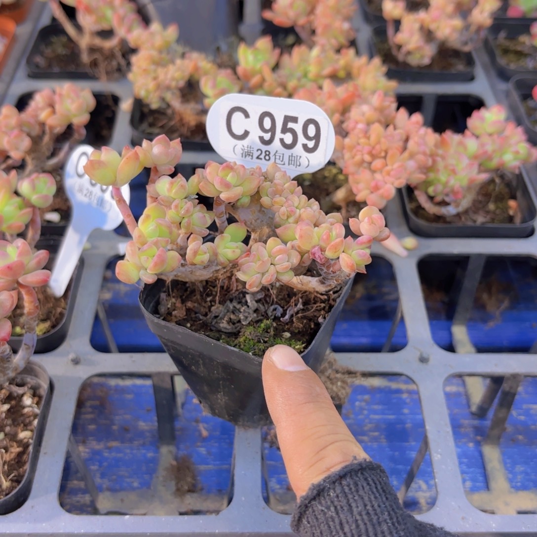 汐***sC959马库斯一物一拍