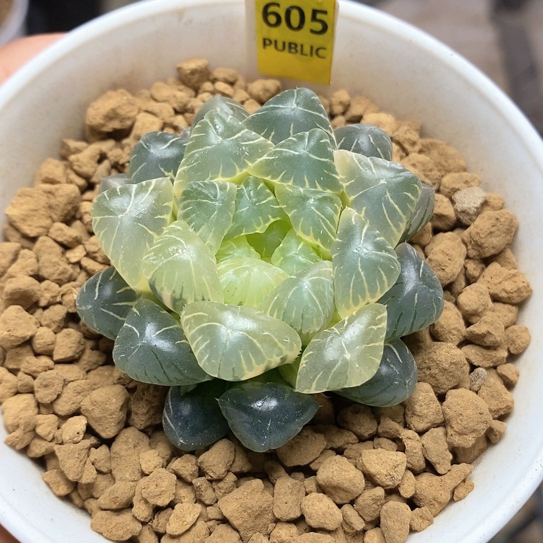 红陶605号糊斑实生玉露锦一物一拍