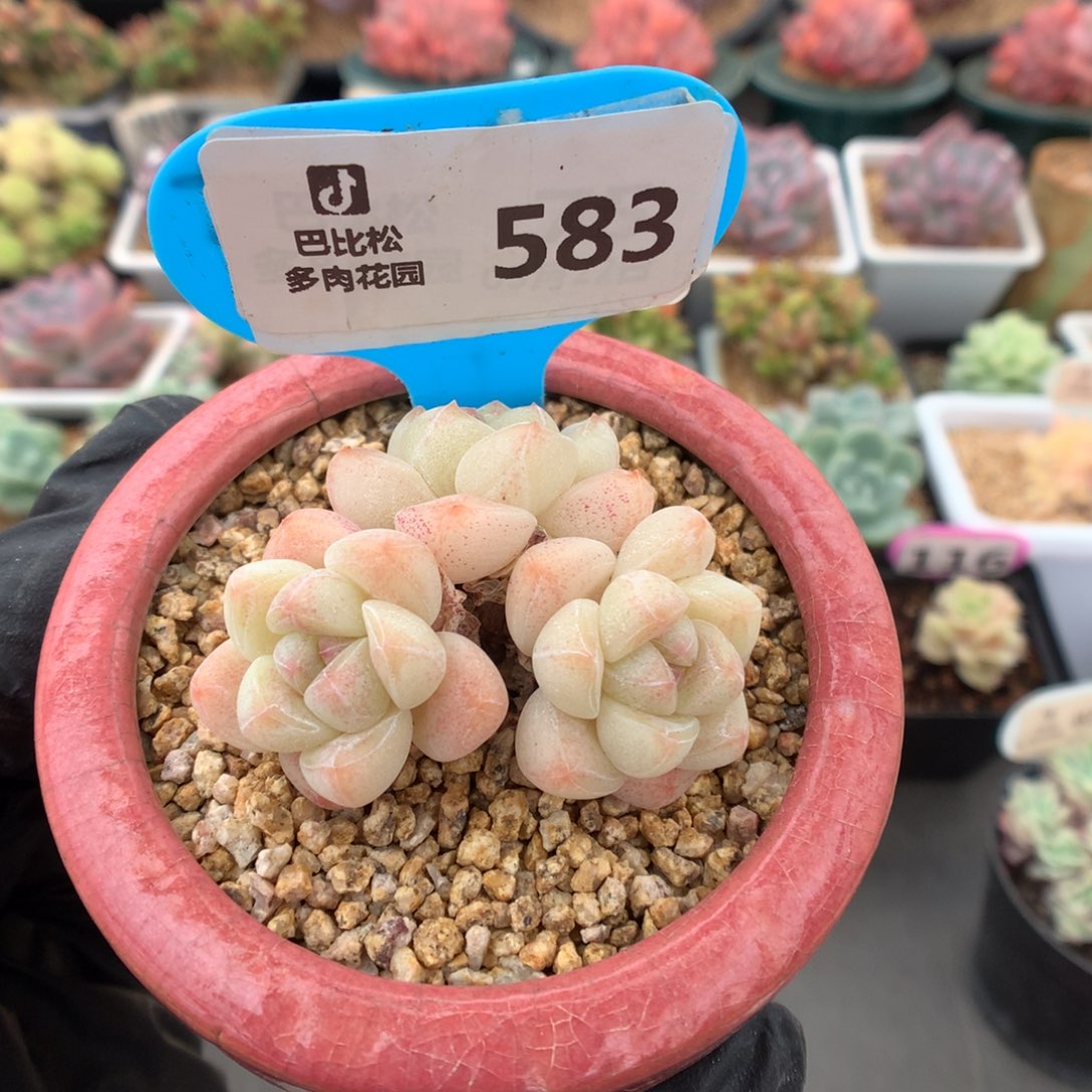 583 粉透冰玉多肉