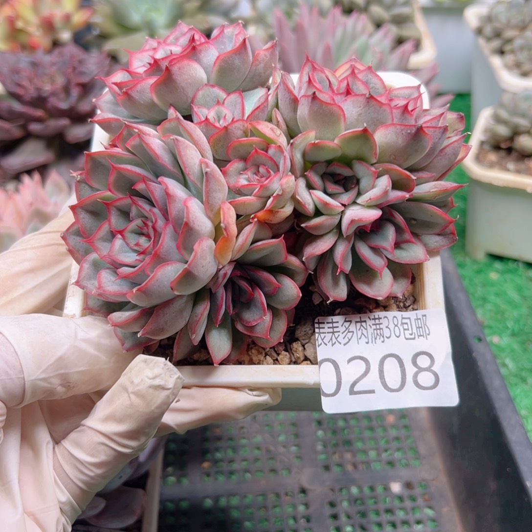 多肉一物一拍植物0208