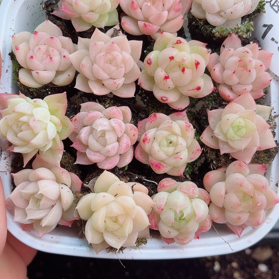 1-912新疆西藏内蒙不发12.8包邮2-3公分多肉