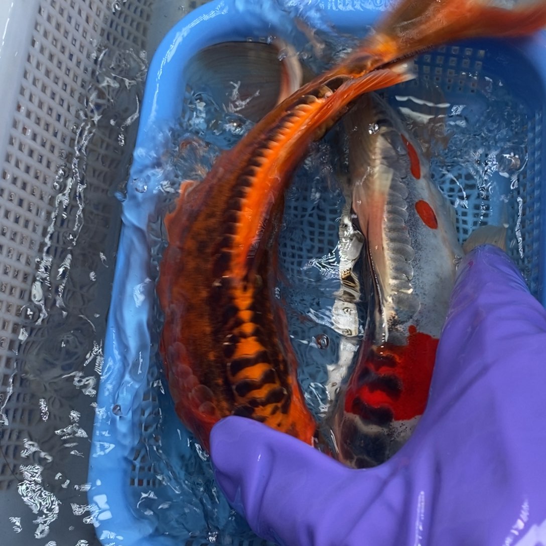 锦鲤冷水锦鲤包邮