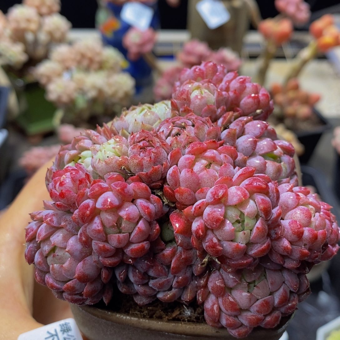 771 羊脂球8？厘米