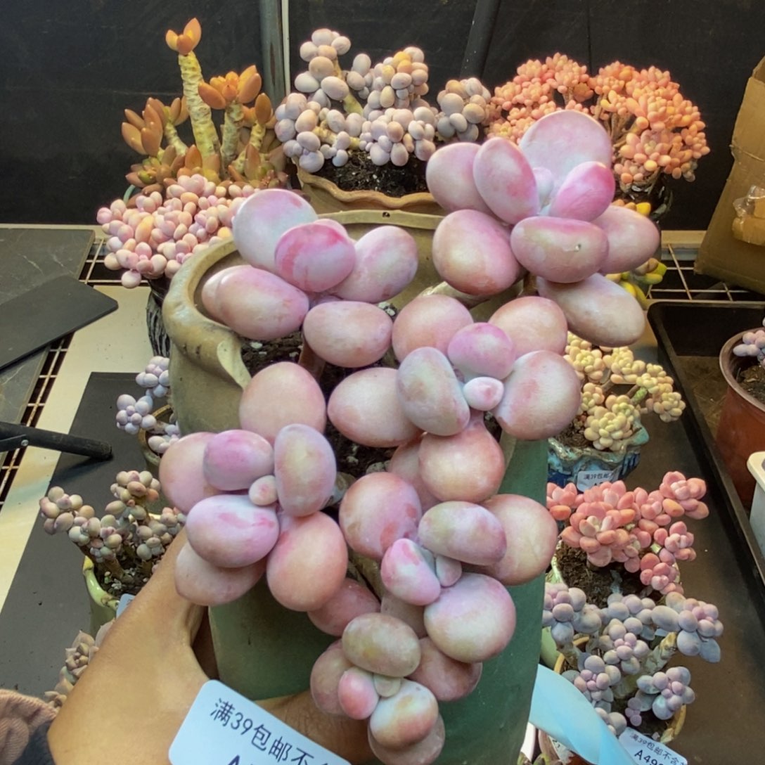 512糖果桃蛋多肉9c n