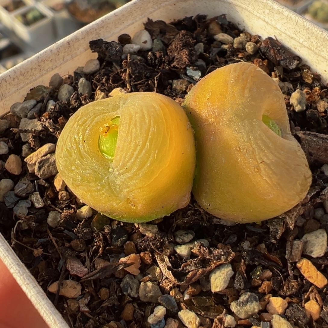 025多肉植物种类多样