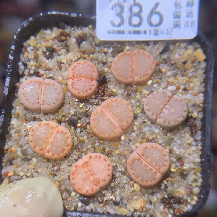 精品生石花27.386