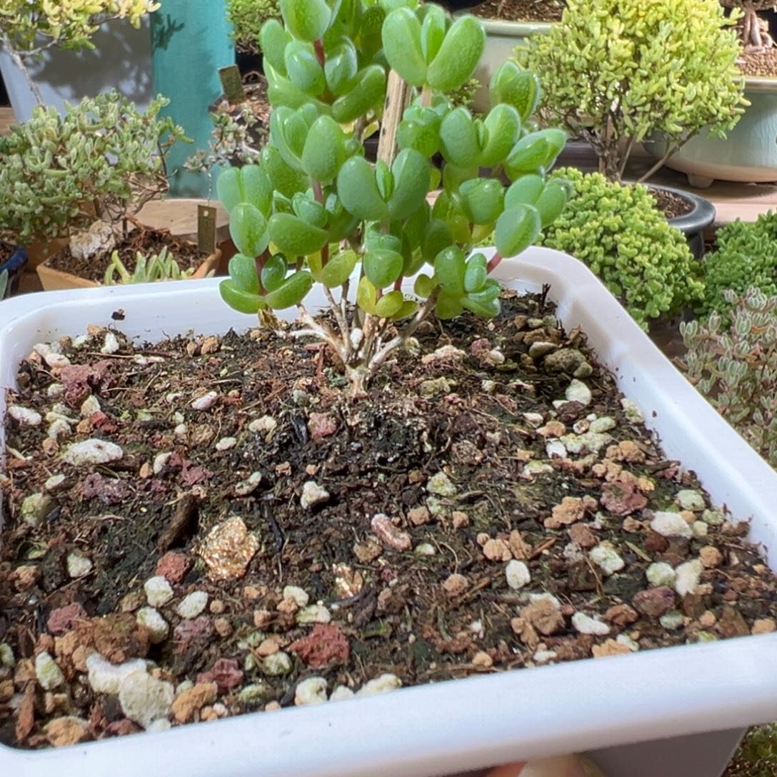 1 0130元宝小老桩精致款