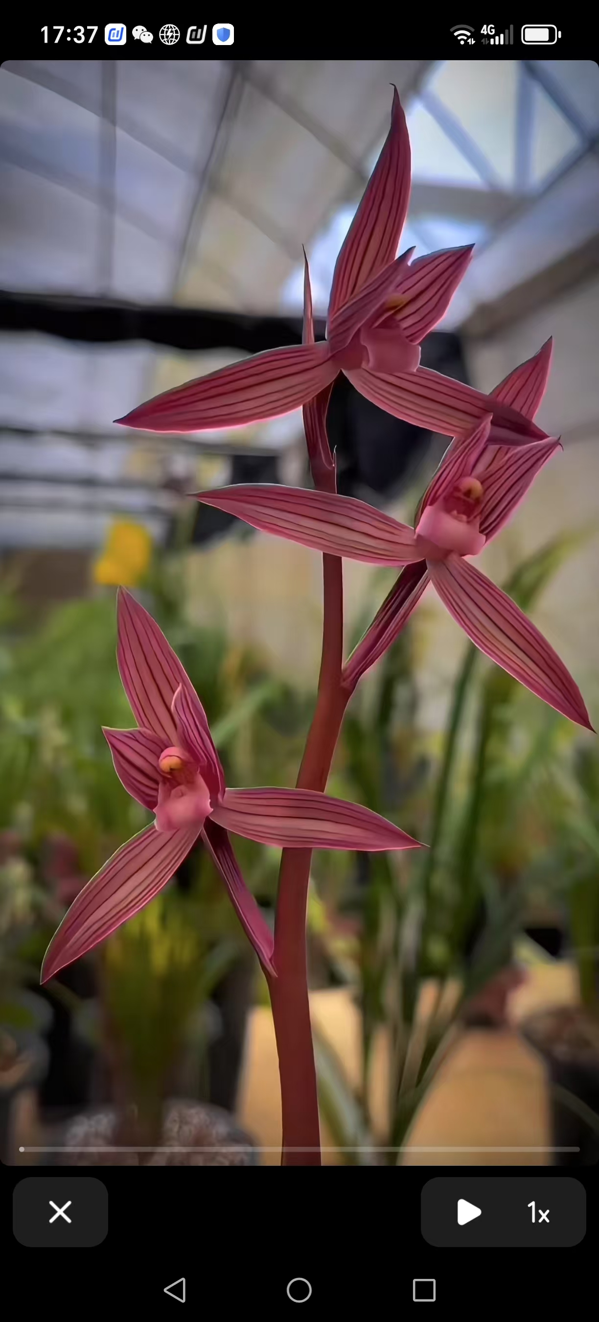 春剑：中华红素