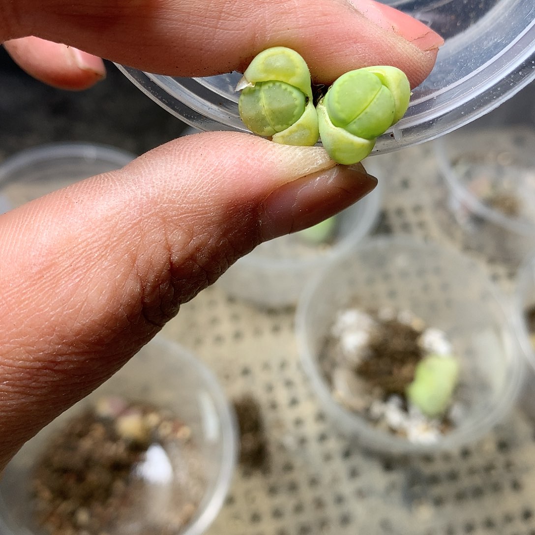 E187多肉植物保护研究所