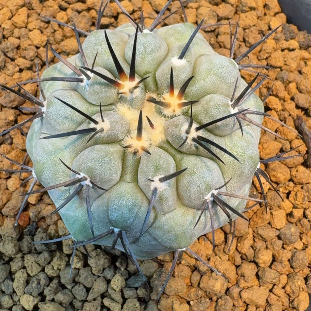 仙人球黑王丸实生根