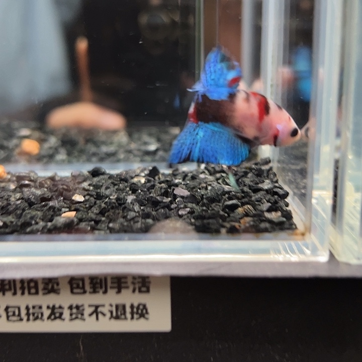 斗鱼跑单拉黑21日80