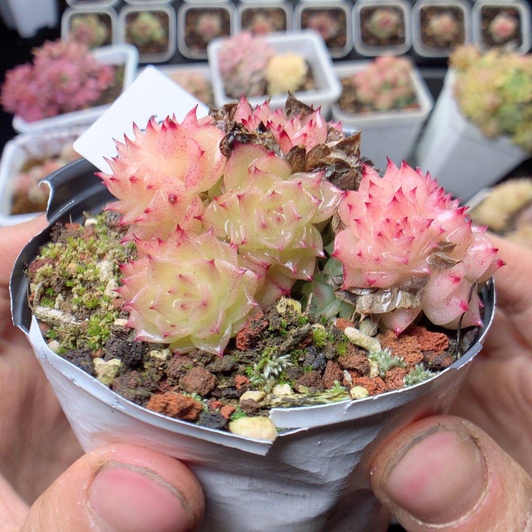 无花朵E66。yyyyyyy