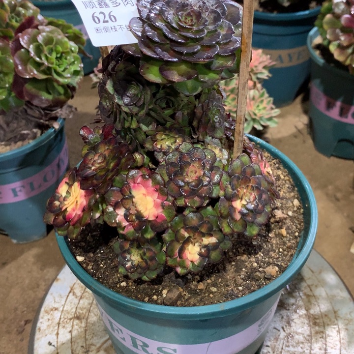 626海王七彩多肉植物特价
