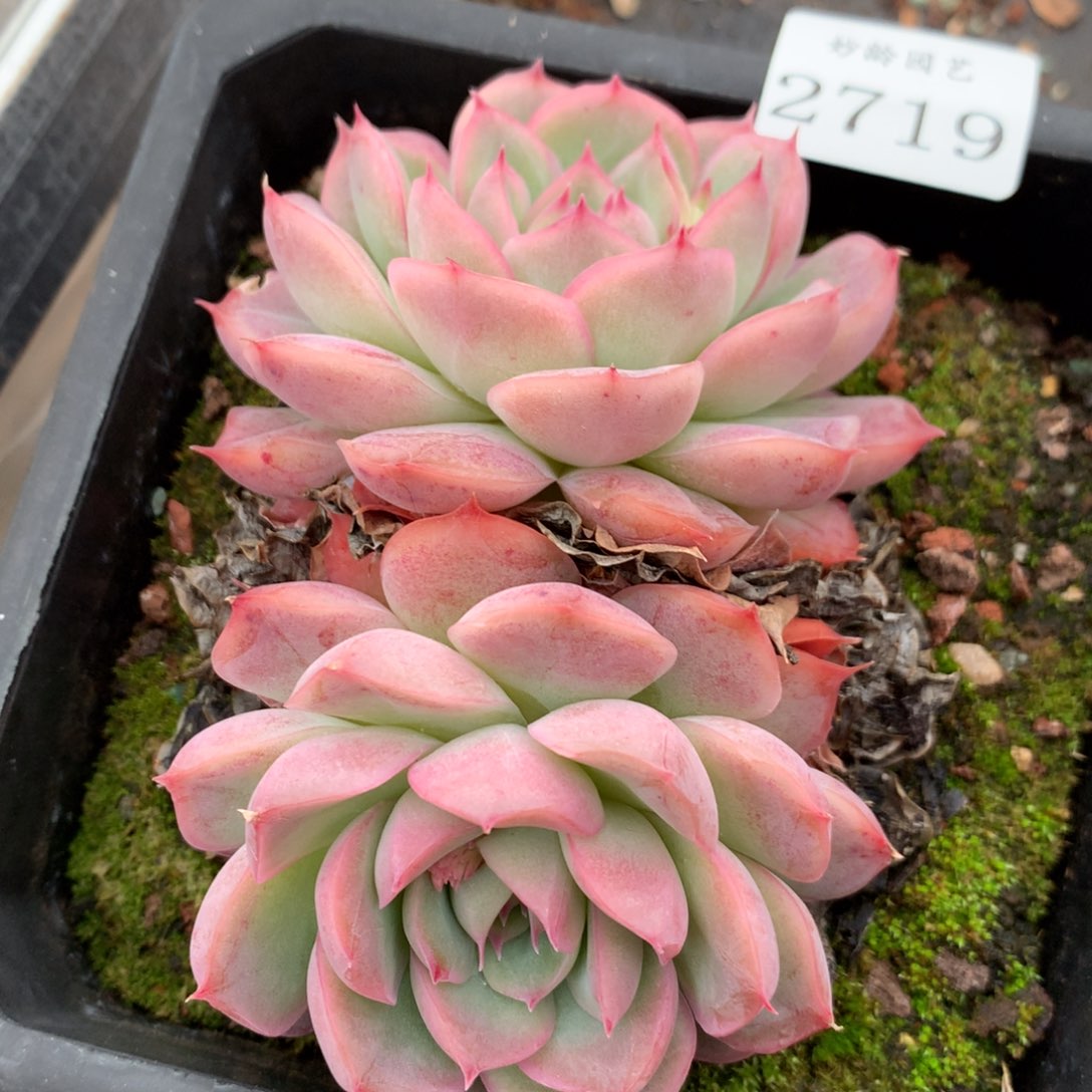 2719新年快乐发发发