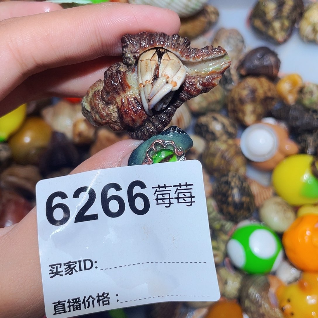 寄居蟹寄居蟹6266