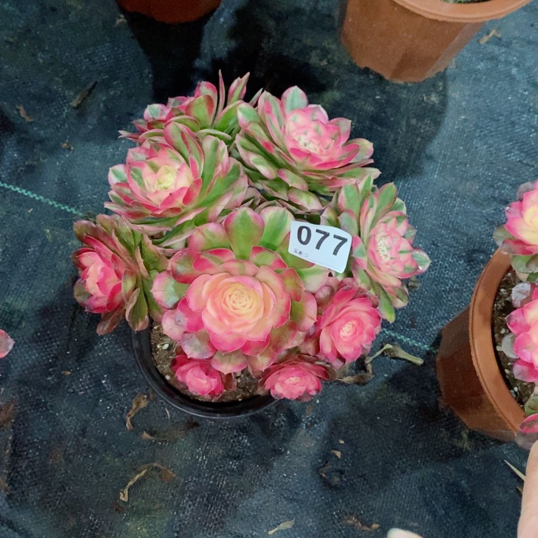 阳****6荔枝077多肉18冠服