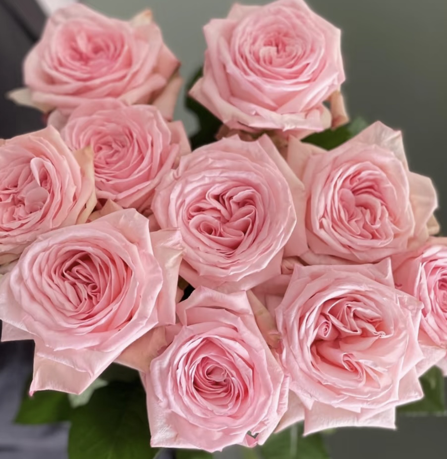 粉荔枝 粉色大花浓香月季四季开花阳台庭院植物好养盆栽地栽苗