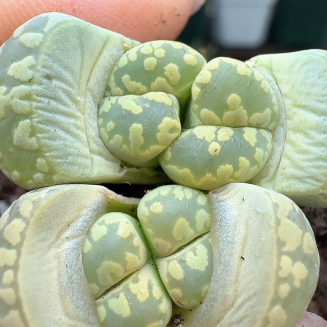 83双头大牙两颗000000000