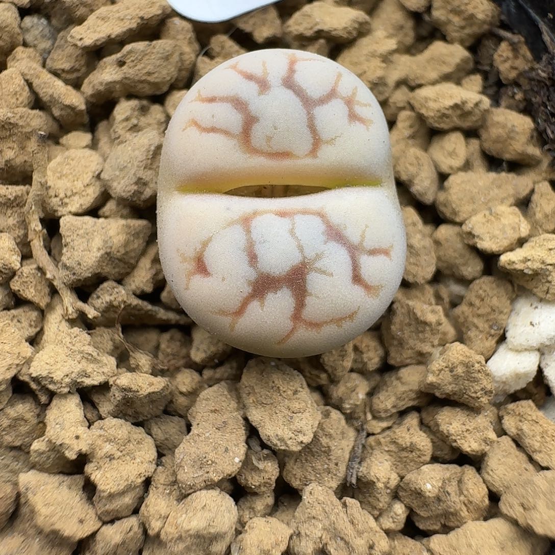 887多肉和哥哥哈哈哈哈