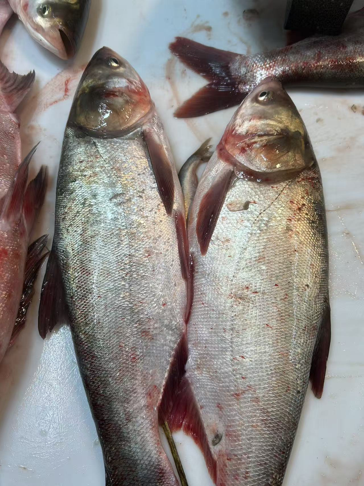 东北冷水白莲鱼4-19斤