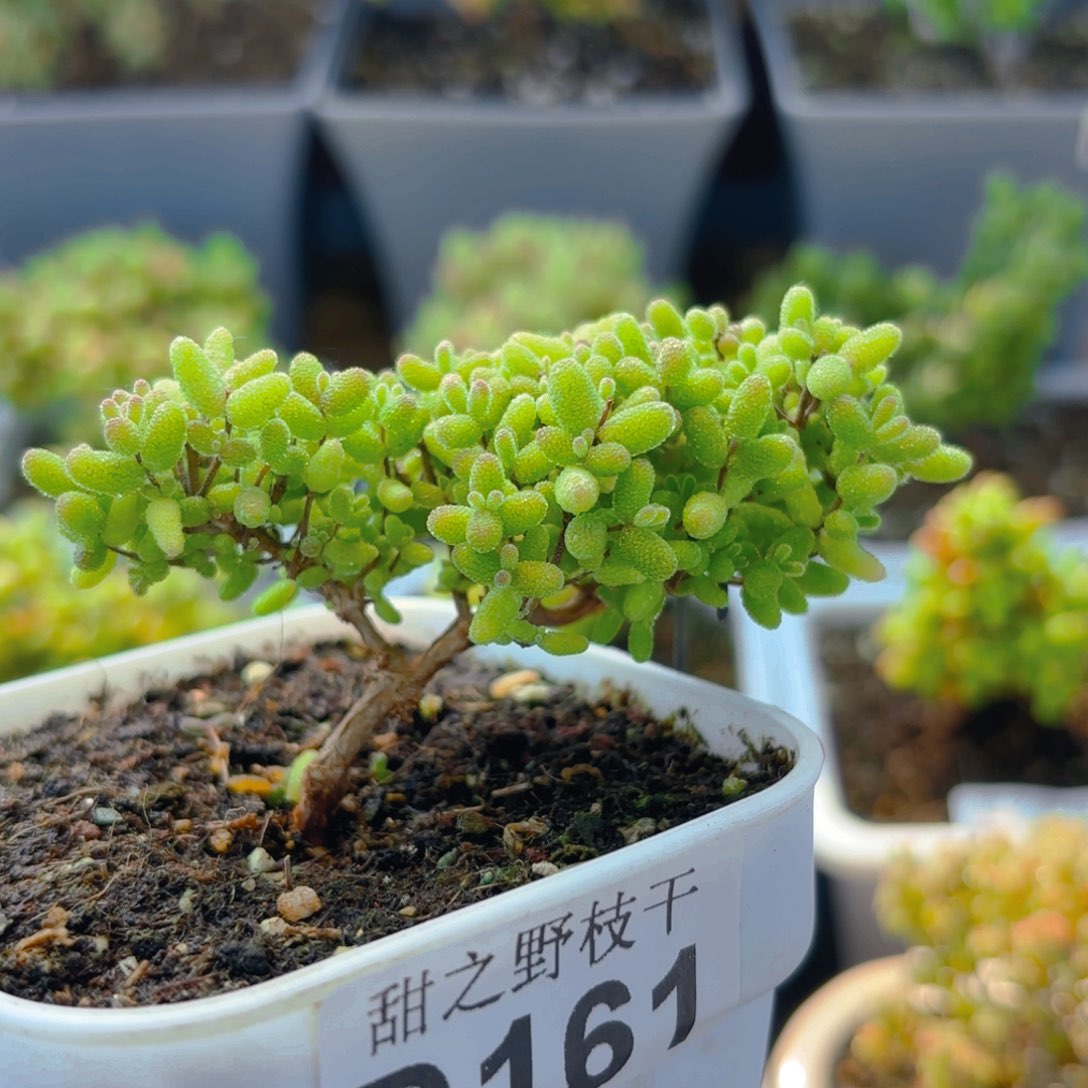 妖桩蜜橘糖球161。