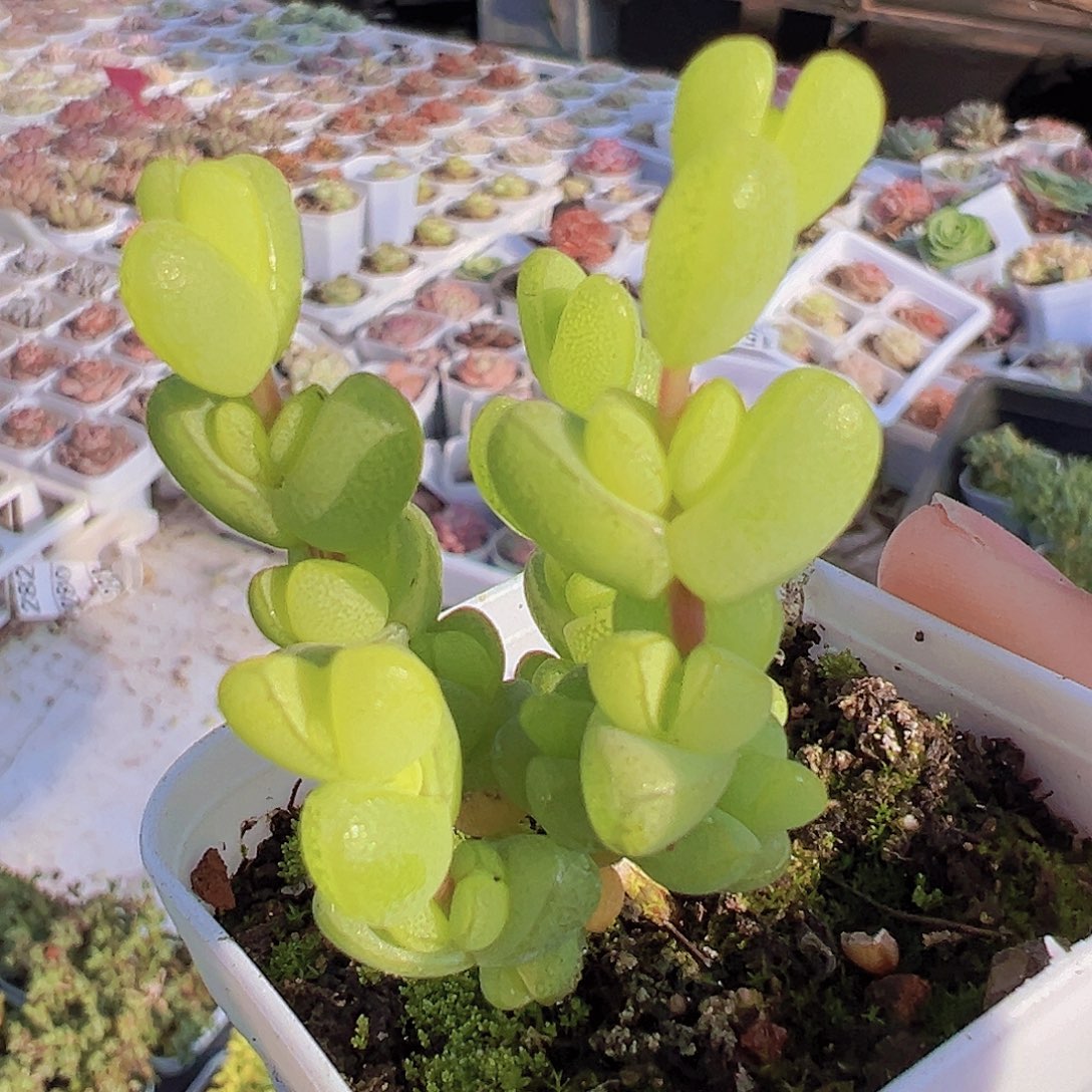 元宝枝干19包邮多肉植物