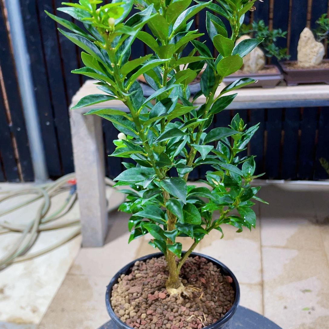 完全开放干**叔八房柑八房柑