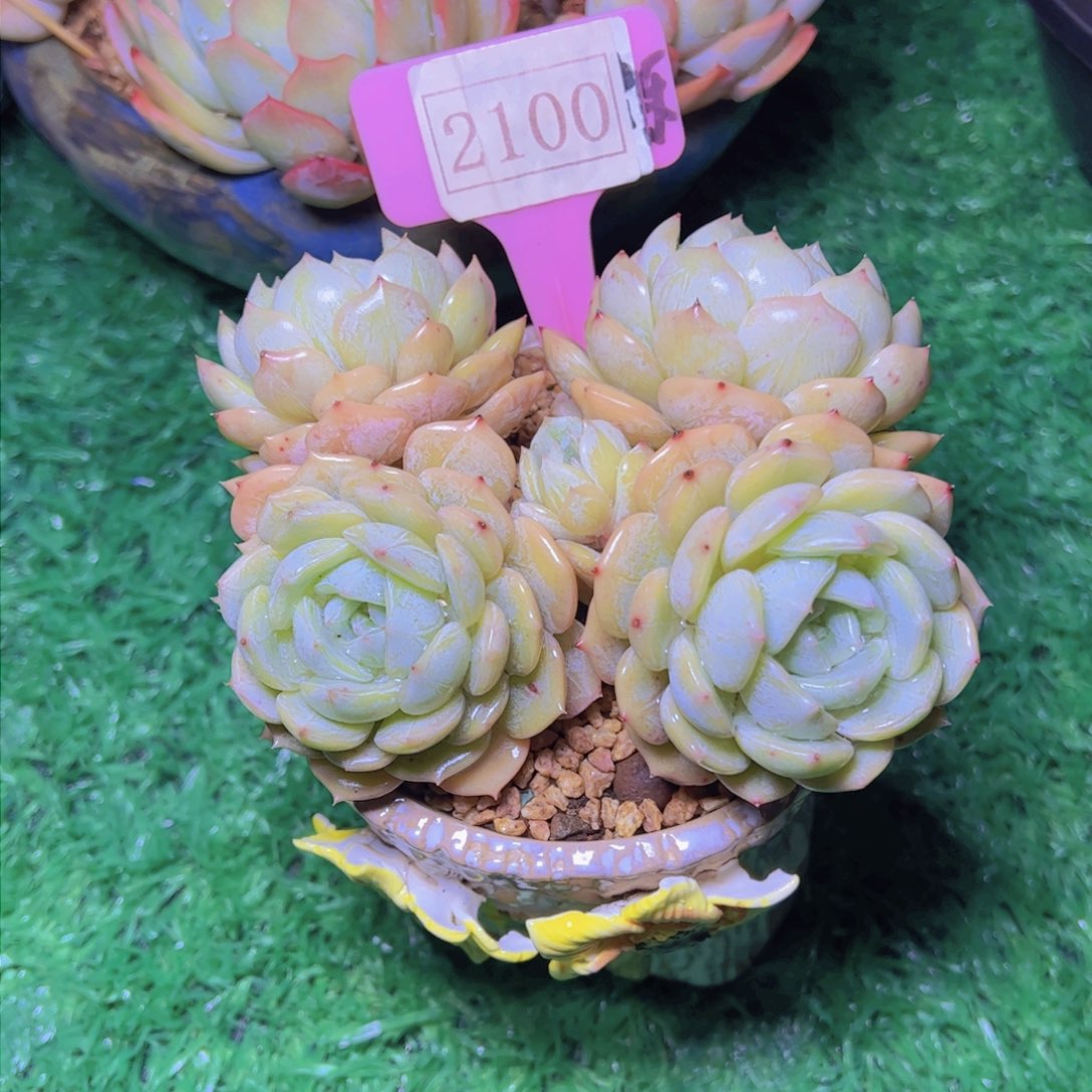 劳林2100多肉植物