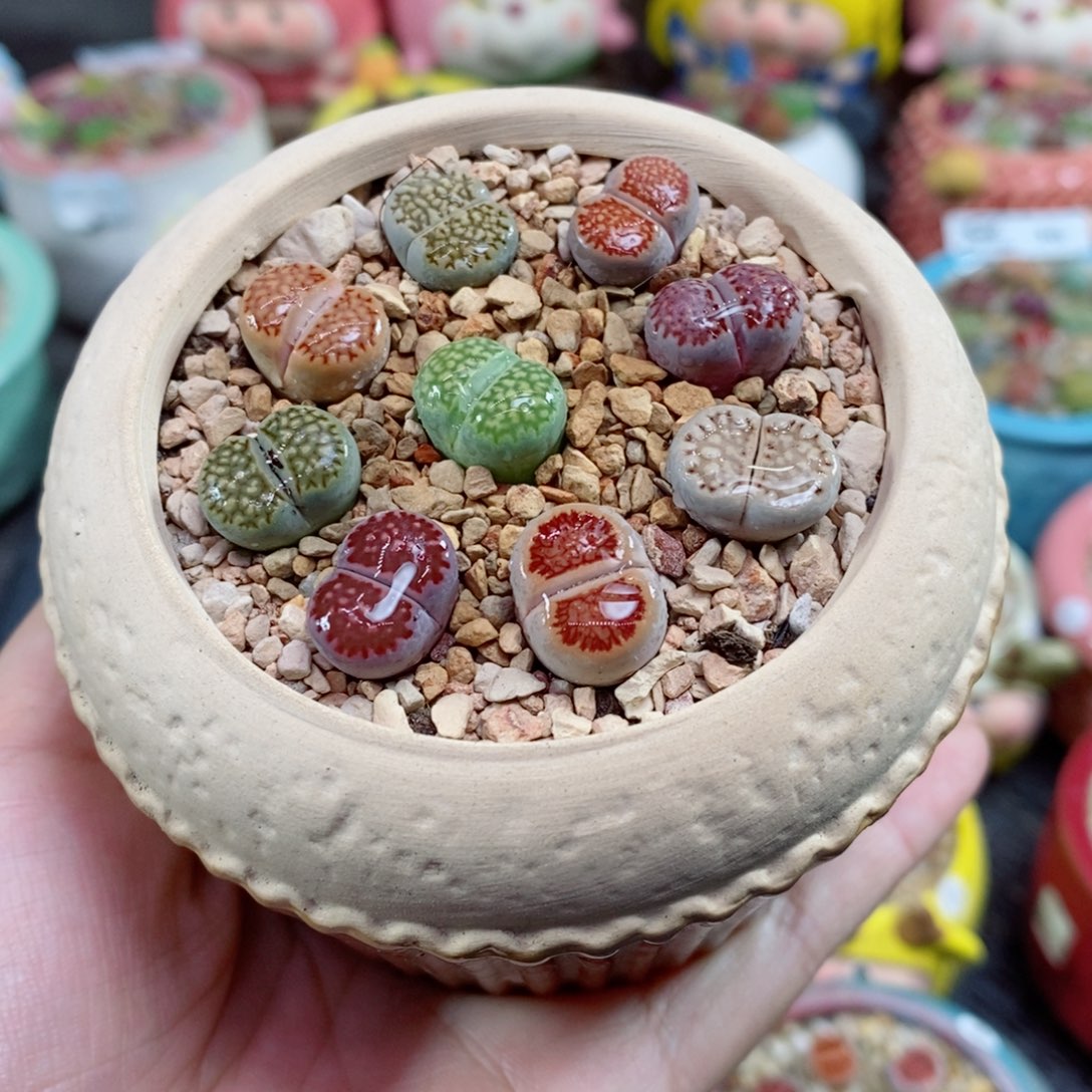 生石花花花花花35号