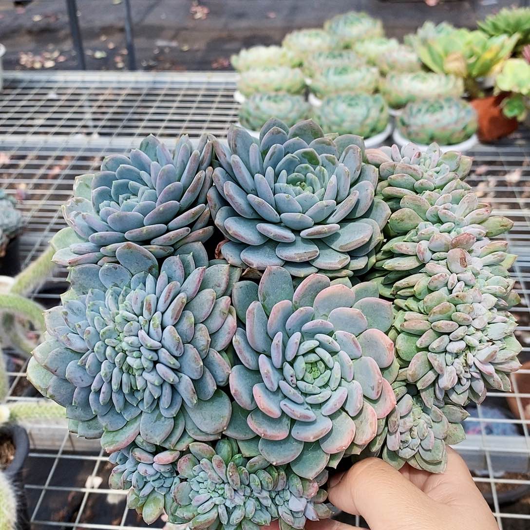 玛瑙缀化整桩整群