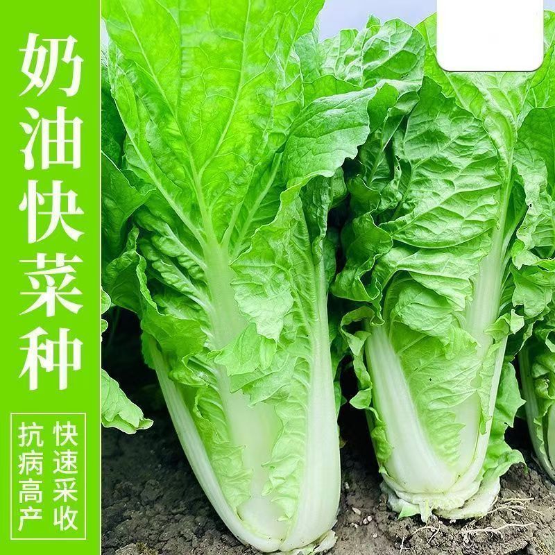 【全店满5包包邮】奶油快菜种子庭院阳台蔬菜种籽奶油速生快菜种子