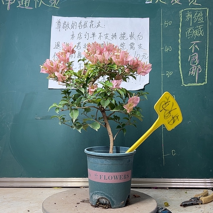 当前无花栽培后可以开花  魔法樱花  弯杆  465