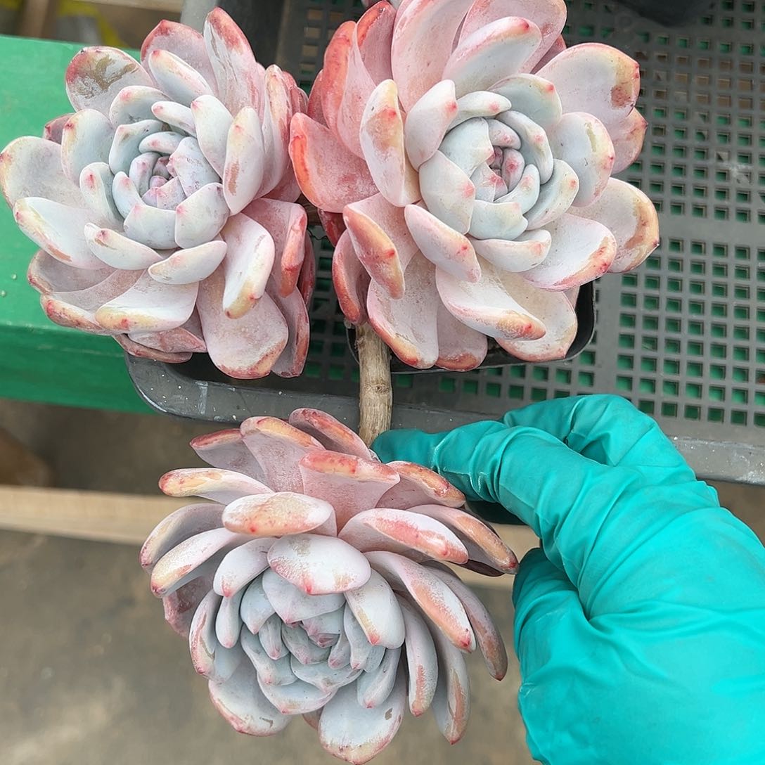 cjvjvjbbvbbbbbbvbbbb