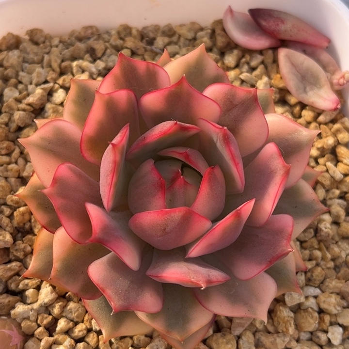 红锦宝莲灯锦一颗价格