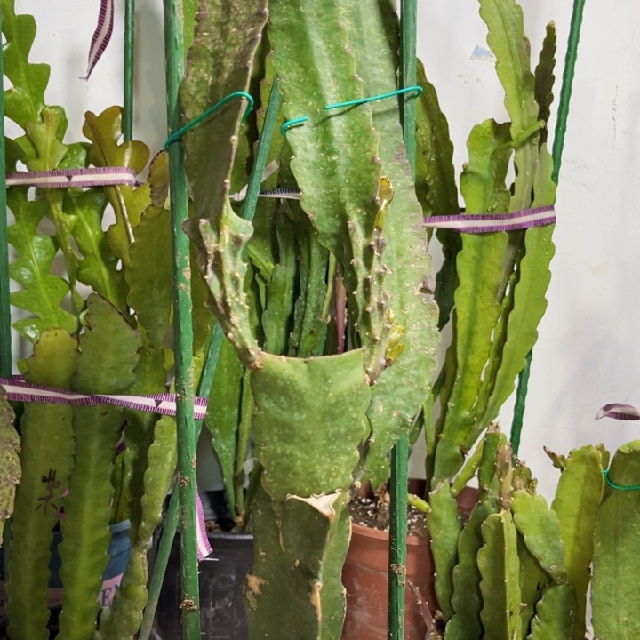 当前无花栽培后可以开花静**初小粉