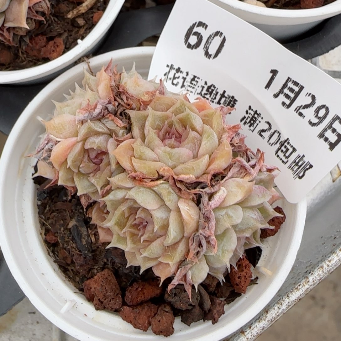 花语逸镜0129-60