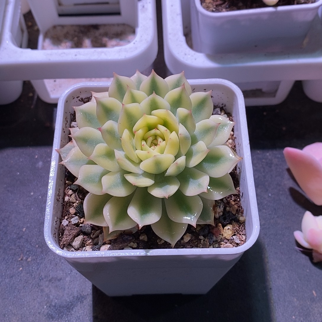 艾丽卡锦多肉植物老桩