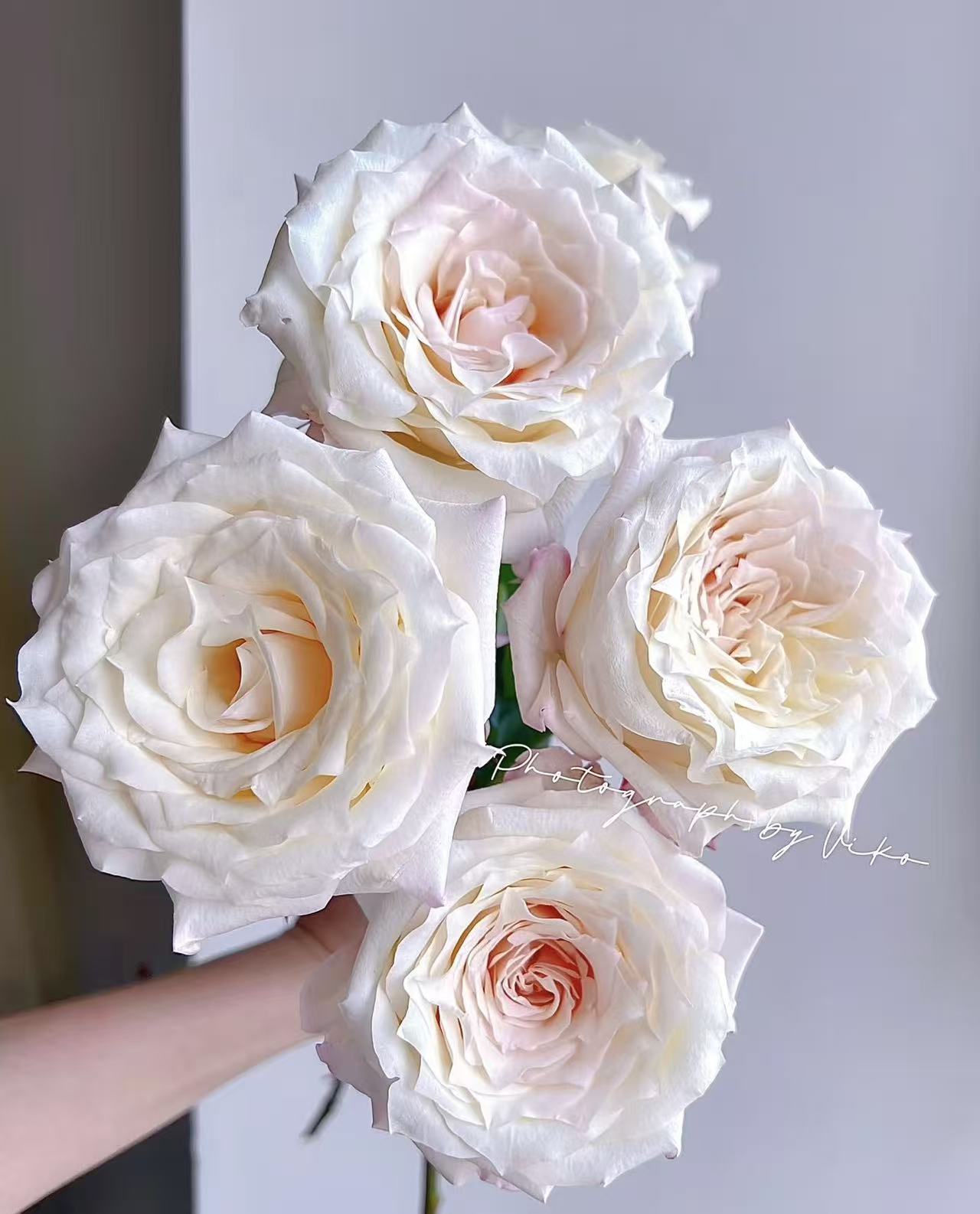 【佳人笑玫瑰】同一地址任意两单送配草，三单送花艺剪刀