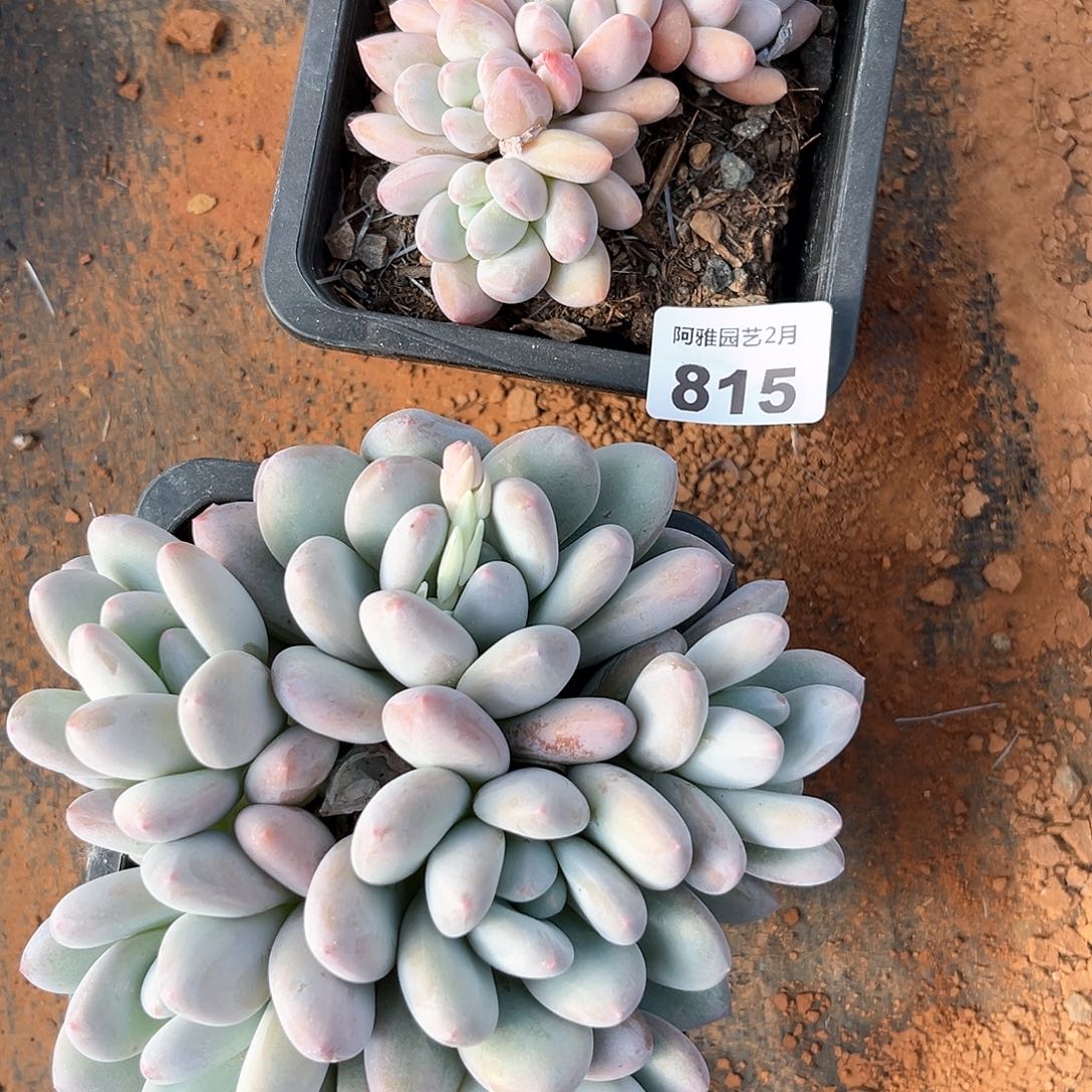 阿雅园艺。 不售后815