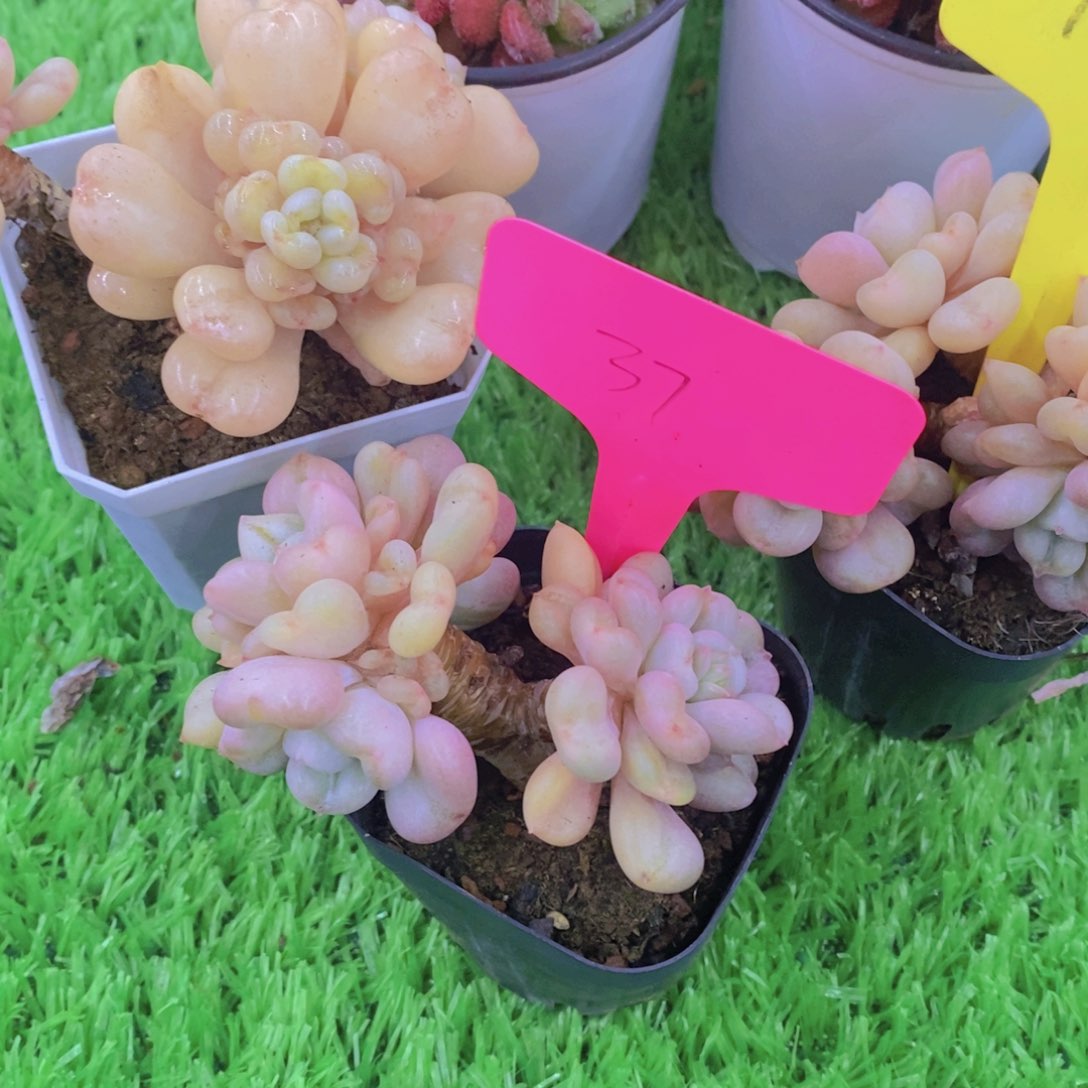 丽*开心多肉植物多肉